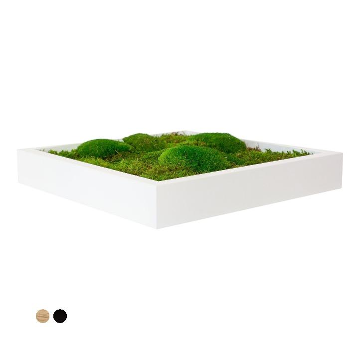 Tableau mousse mixte carré 60x60 PLANTES ET POTS DE BUREAUX 