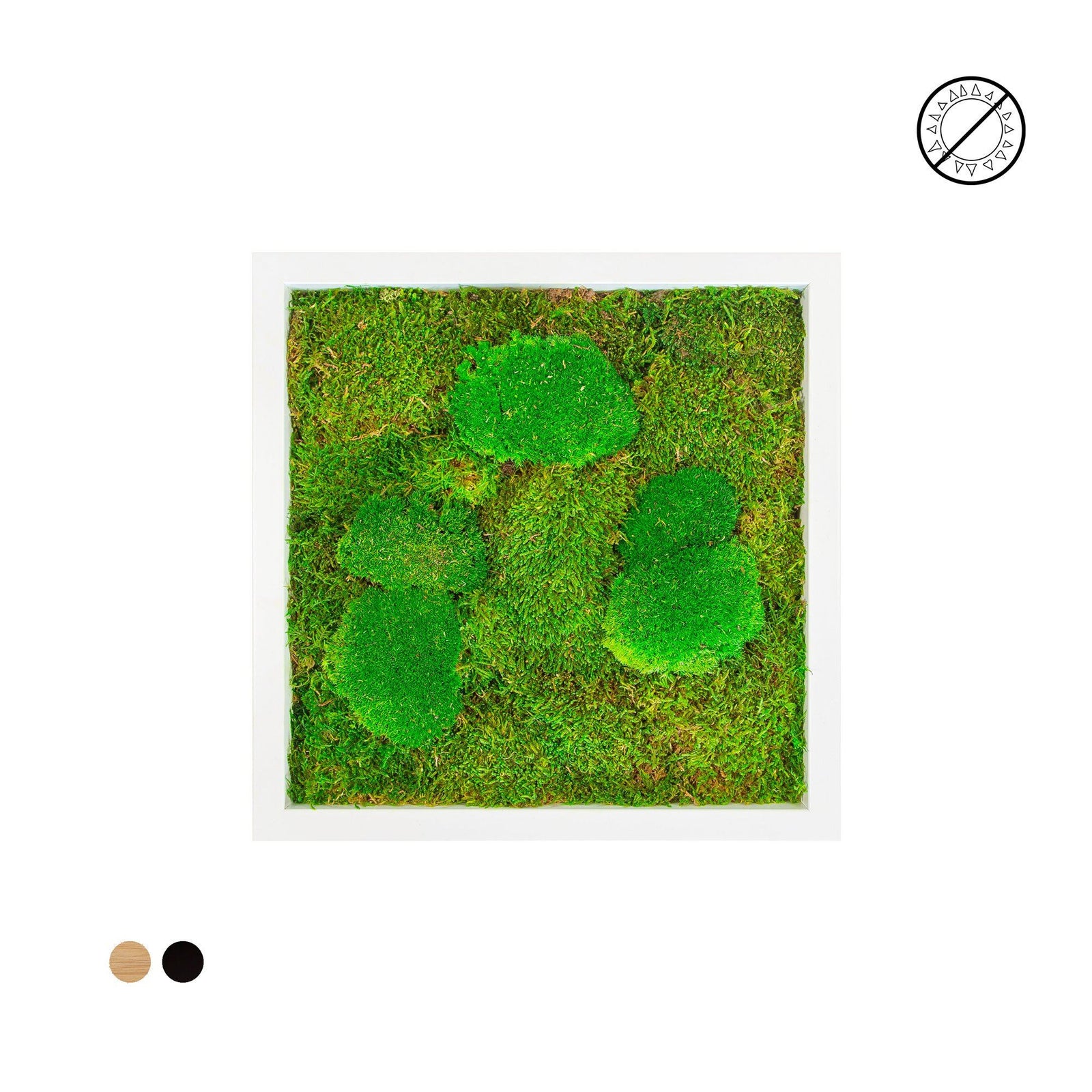 Tableau mousse mixte carré 40x40 PLANTES ET POTS DE BUREAUX 