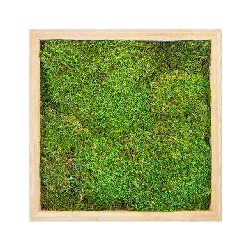 Tableau mousse plate carré 60x60 PLANTES ET POTS DE BUREAUX  en bois