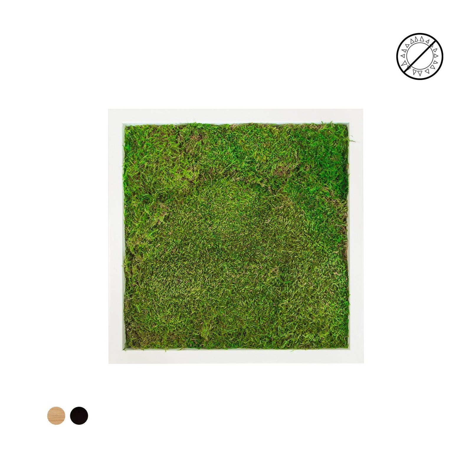 Tableau mousse plate carré 40x40 PLANTES ET POTS DE BUREAUX 