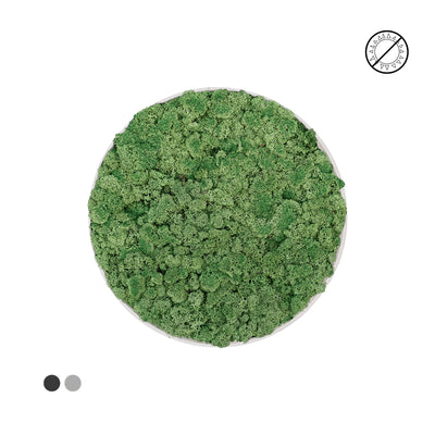 Tableau rond lichen vert 40 PLANTES ET POTS DE BUREAUX 