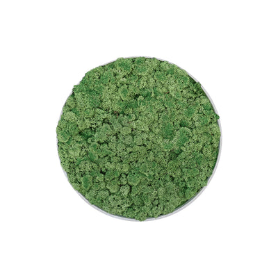 Tableau rond lichen vert 40 PLANTES ET POTS DE BUREAUX  Anthracite 