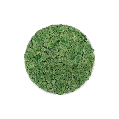 Tableau rond lichen vert 40 PLANTES ET POTS DE BUREAUX 