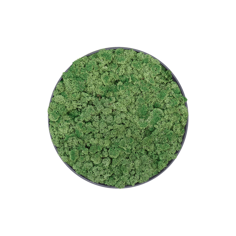Tableau rond lichen vert 40 PLANTES ET POTS DE BUREAUX Noir 
