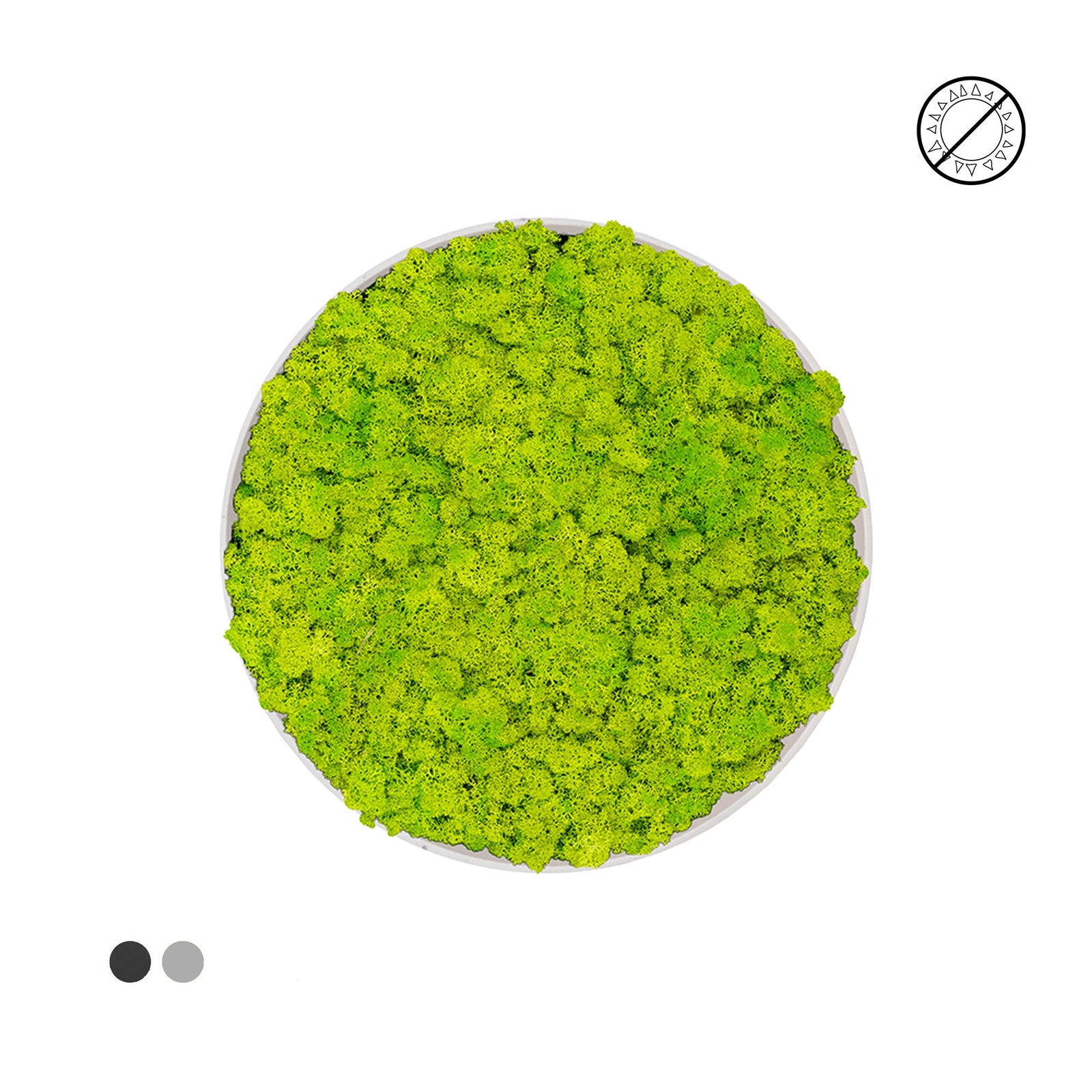 Tableau rond Lichen Vert printemps 40 PLANTES ET POTS DE BUREAUX 