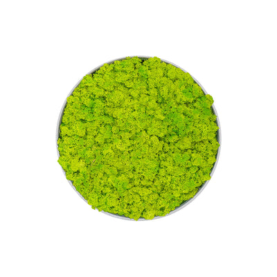 Tableau rond Lichen Vert printemps 40 PLANTES ET POTS DE BUREAUX  Anthracite 