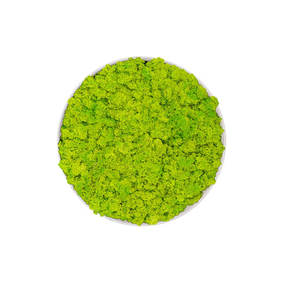 Tableau rond Lichen Vert printemps 40 PLANTES ET POTS DE BUREAUX  Blanc 