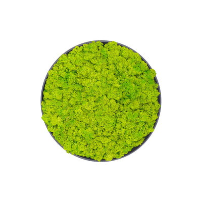 Tableau rond Lichen Vert printemps 40 PLANTES ET POTS DE BUREAUX  Noir 