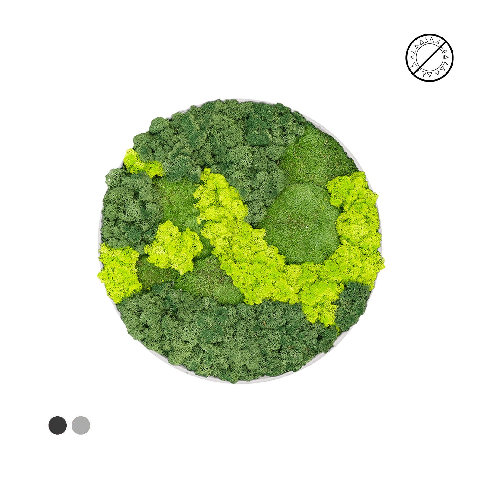 Tableau rond mixte mousse et lichen 40 PLANTES ET POTS DE BUREAUX 