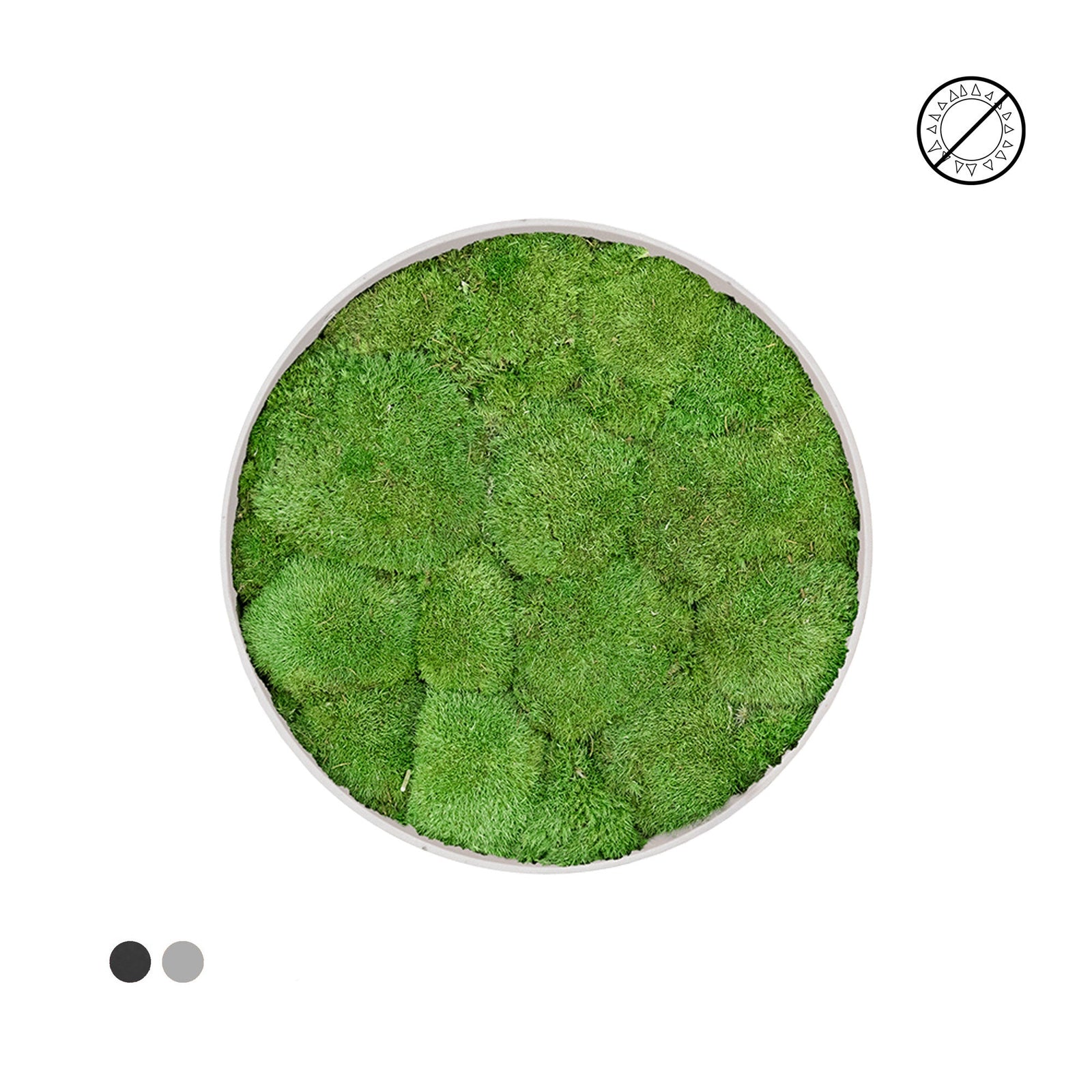 Tableau rond mousse boule 40 PLANTES ET POTS DE BUREAUX 