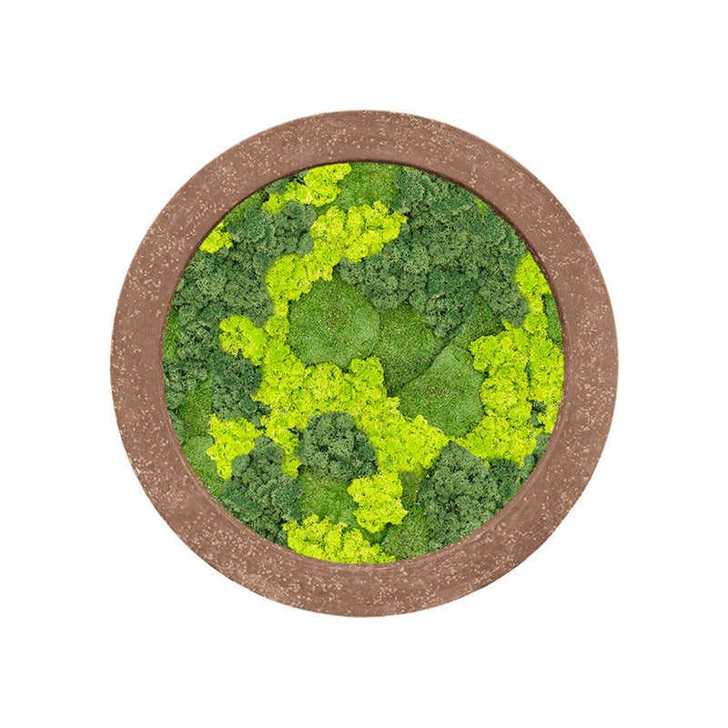 Tableau rond mousse et lichen mixte 80 PLANTES ET POTS DE BUREAUX  Pierre 