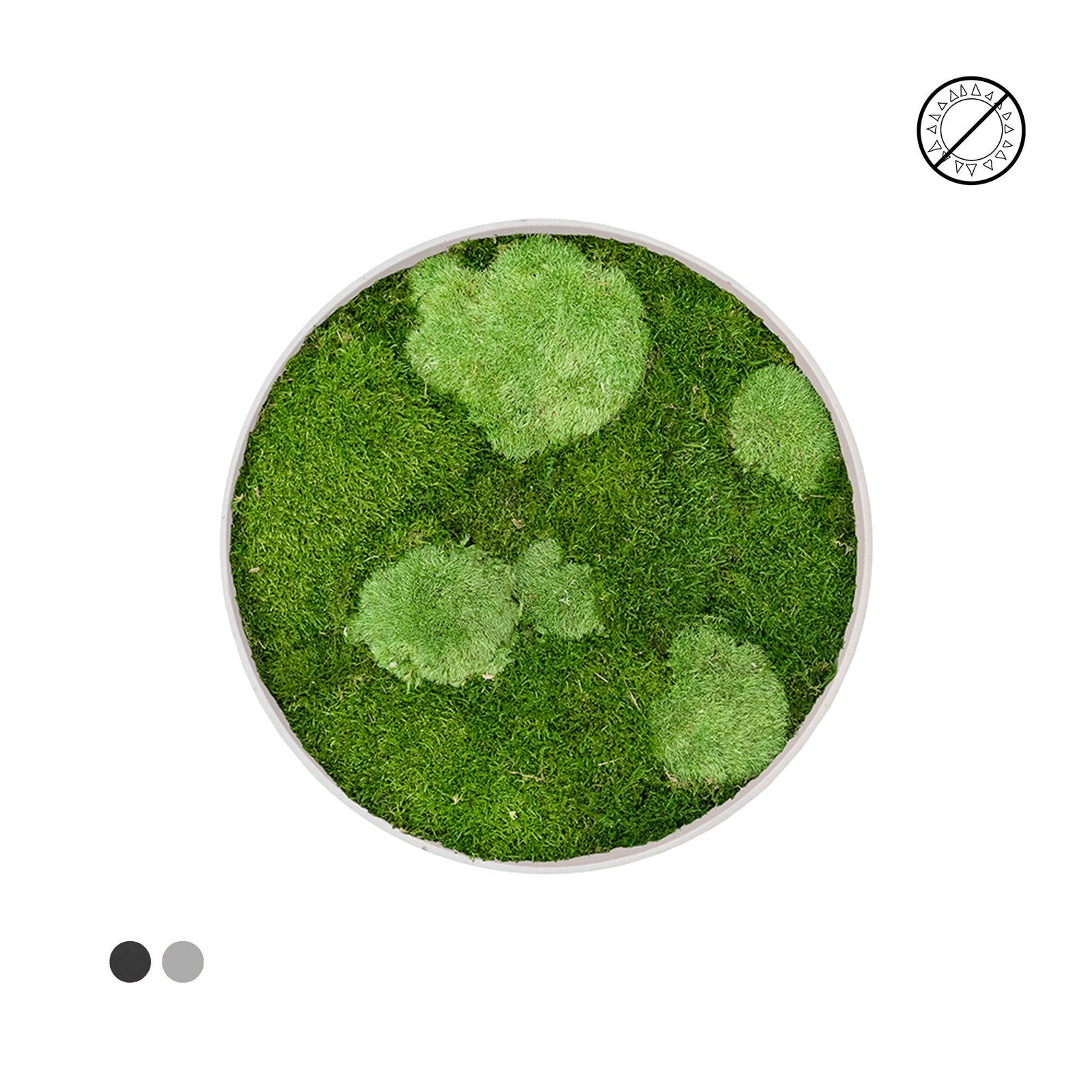 Tableau rond mousse mixte 40 PLANTES ET POTS DE BUREAUX 