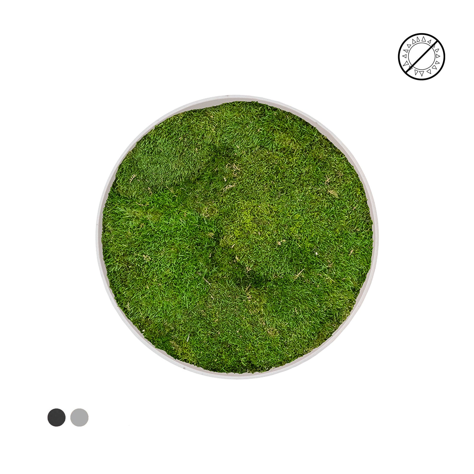 Tableau rond mousse plate 40 PLANTES ET POTS DE BUREAUX 