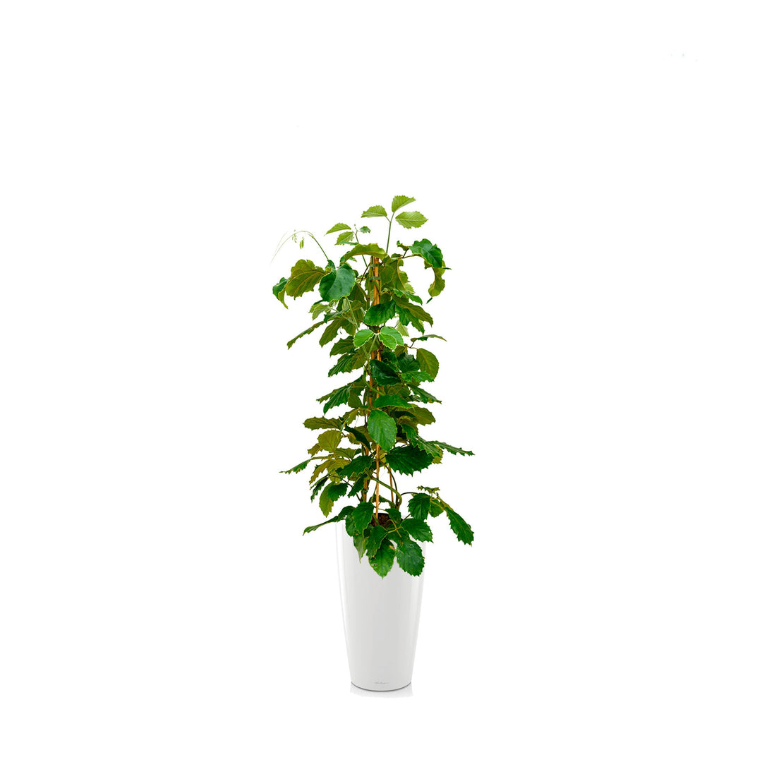 Tetrastigma voinierianum Rondo56 Blanc PLANTES ET POTS DE BUREAUX