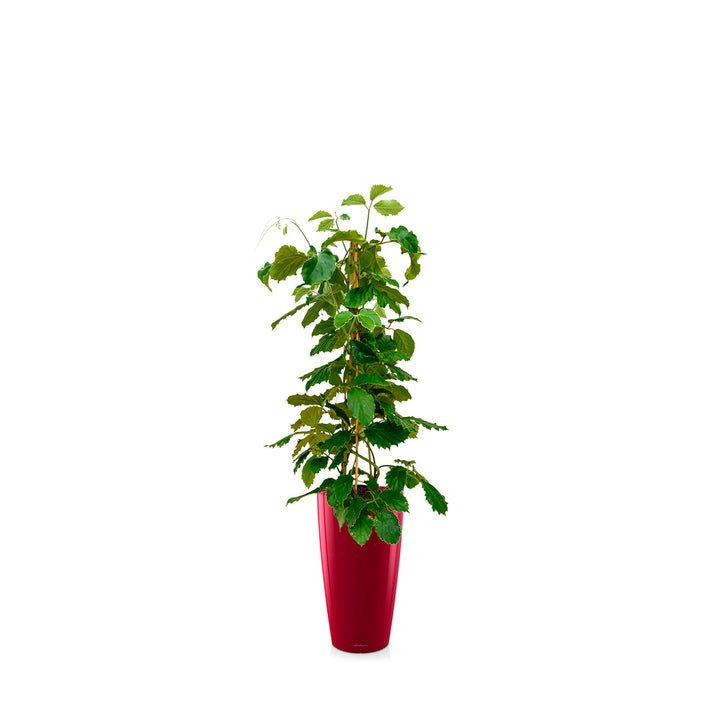 Tetrastigma voinierianum Rondo56 Rouge PLANTES ET POTS DE BUREAUX