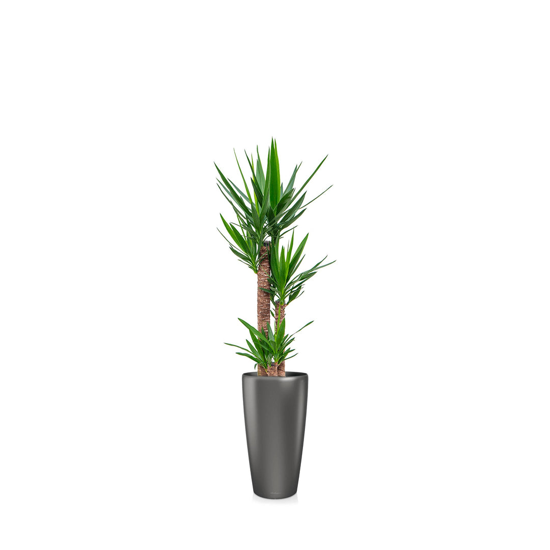 Yucca Rondo56 PLANTES ET POTS DE BUREAUX Anthracite 