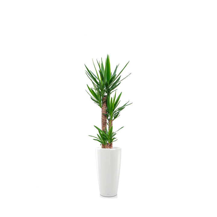 Yucca Rondo56 PLANTES ET POTS DE BUREAUX Blanc 