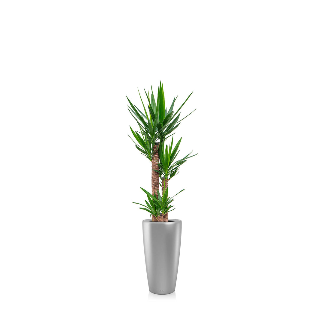 Yucca Rondo56 PLANTES ET POTS DE BUREAUX Gris 