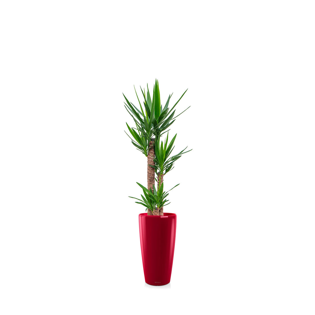 Yucca Rondo56 PLANTES ET POTS DE BUREAUX Rouge 