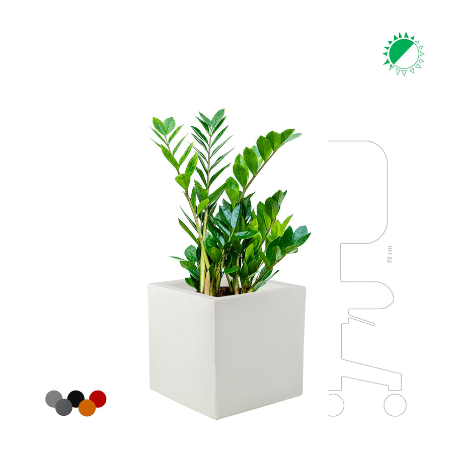 Zamioculcas Cubo3030 PLANTES ET POTS DE BUREAUX 