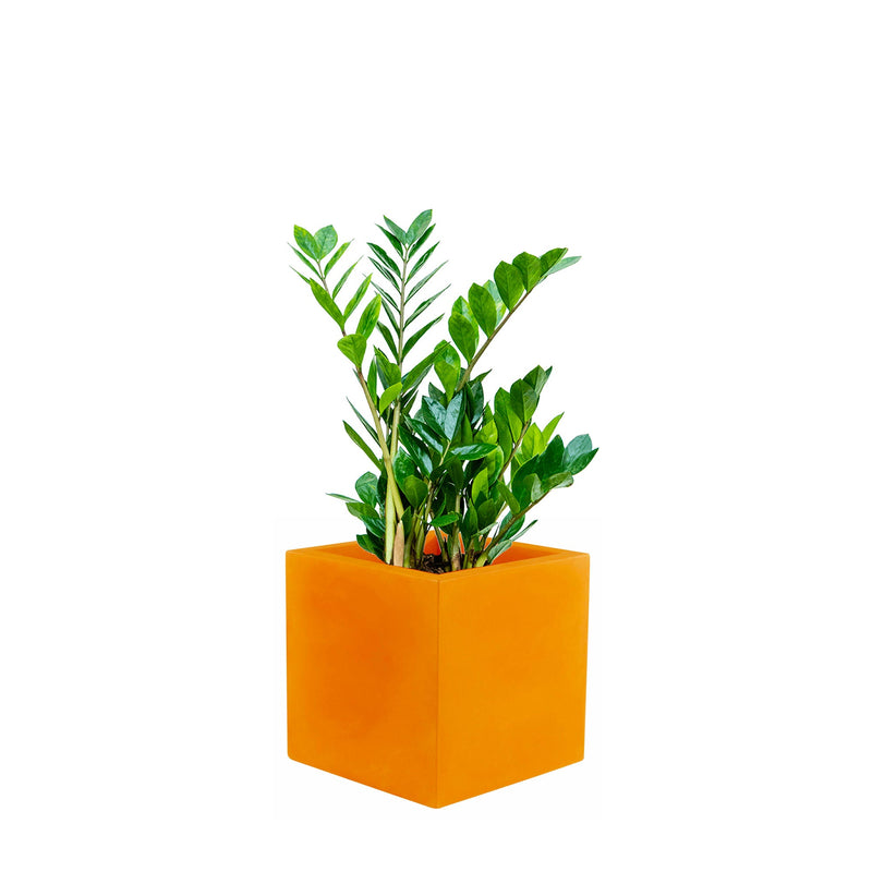 Zamioculcas Cubo3030 PLANTES ET POTS DE BUREAUX Orange 