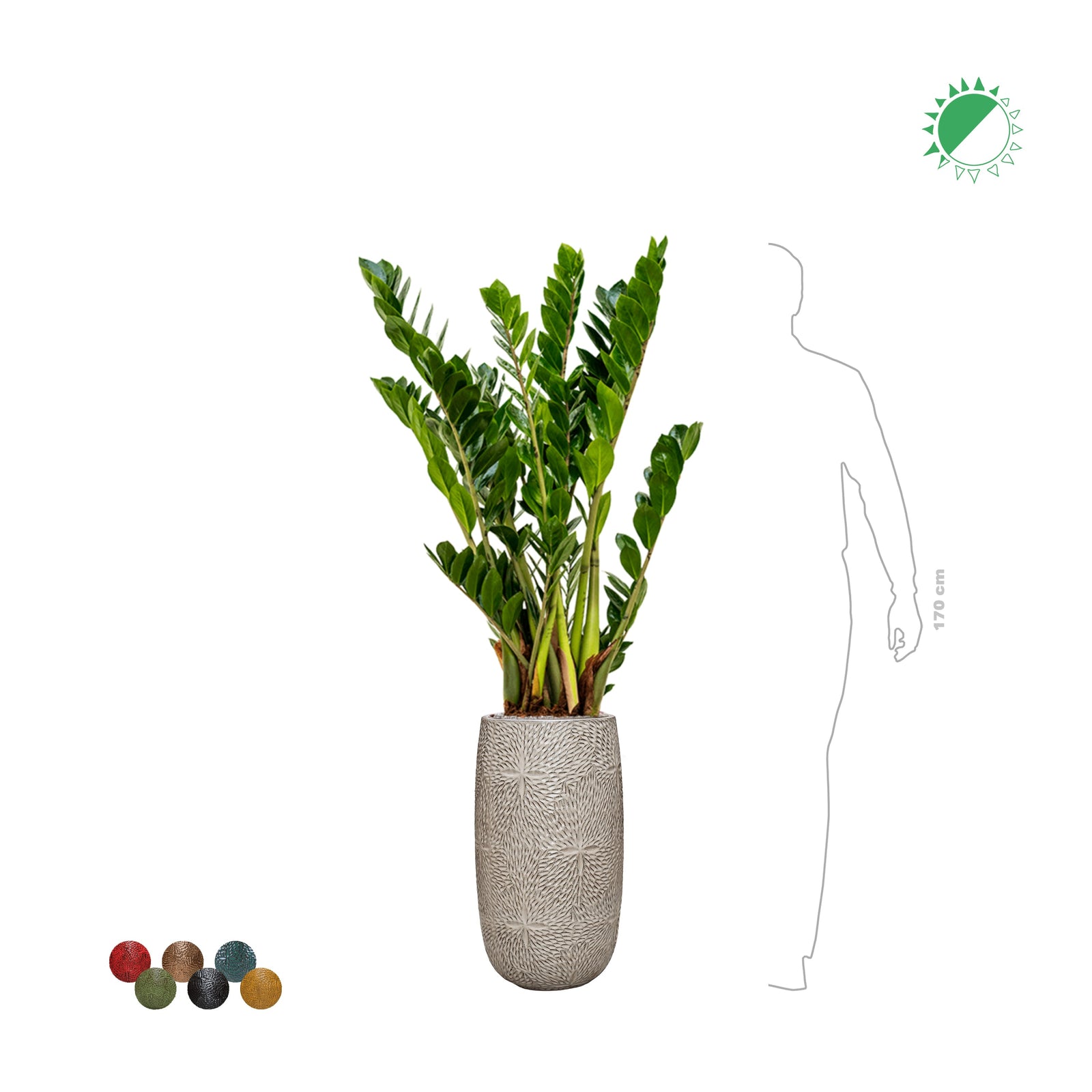 Zamioculcas Marly63 PLANTES ET POTS DE BUREAUX 