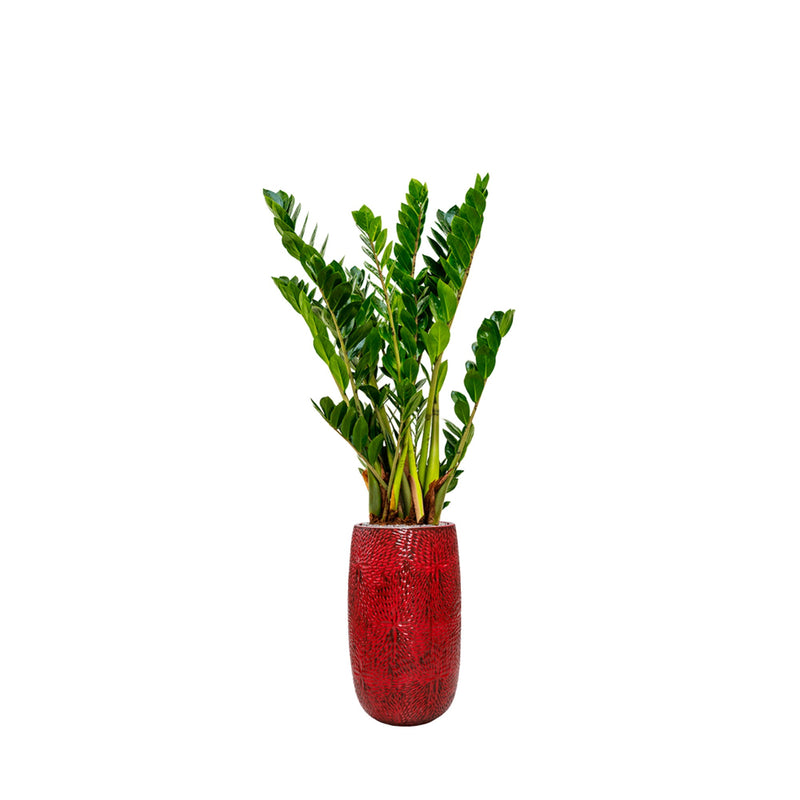 Zamioculcas Marly63 PLANTES ET POTS DE BUREAUX Location/Entretien (HT/mois) Rouge 