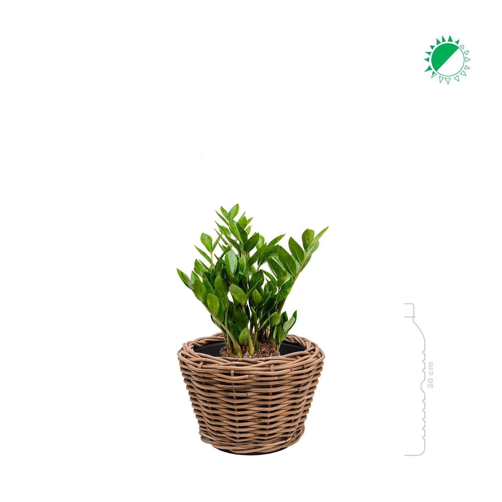 Zamioculcas Osier27 PLANTES ET POTS DE BUREAUX 